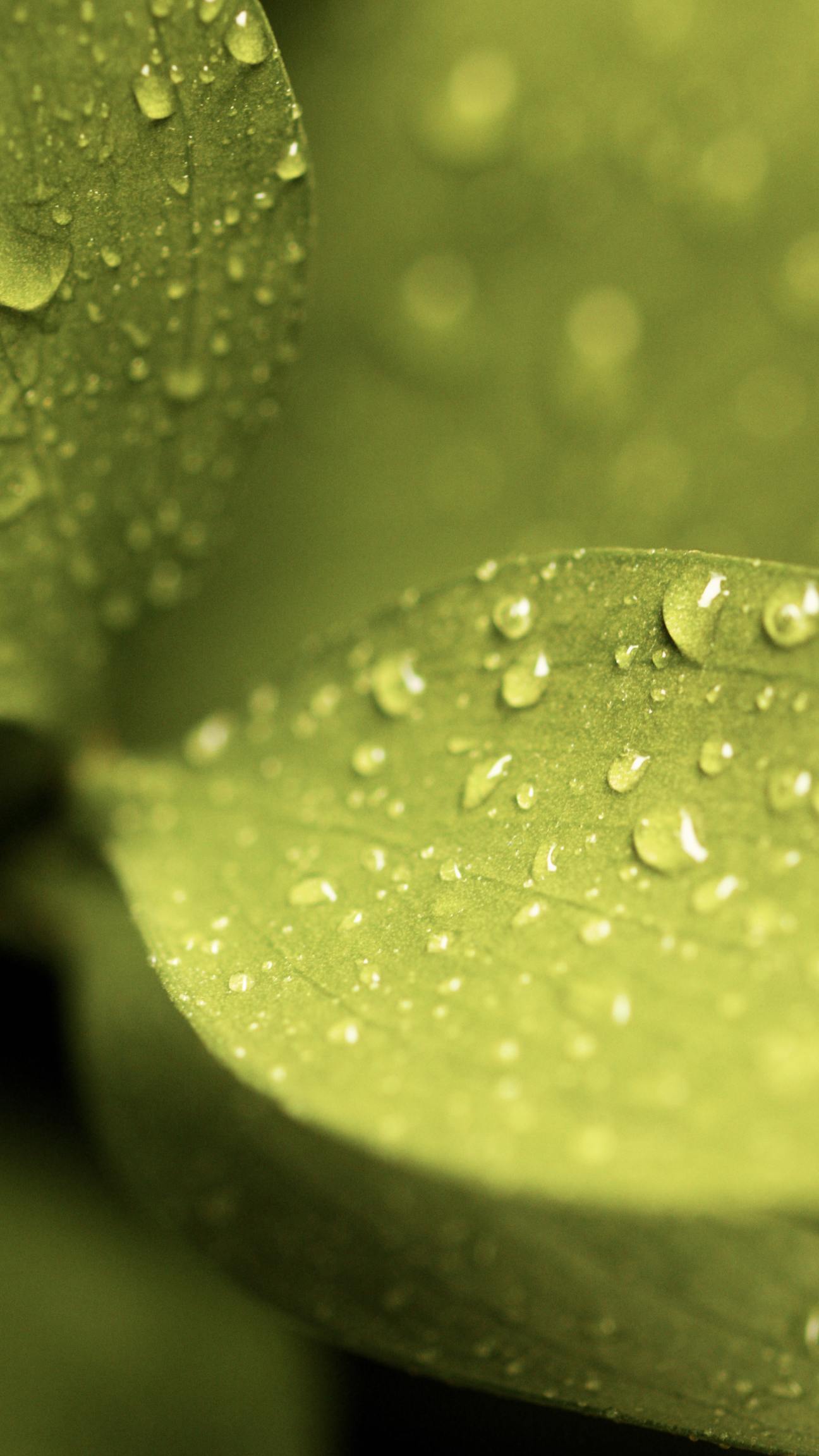 Software Development